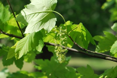 Acer pseudoplatanus 'Worleei' - javor horský 'Worleei' - květenství (66)